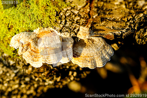 Image of Polypore