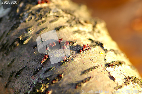 Image of Mushrooms