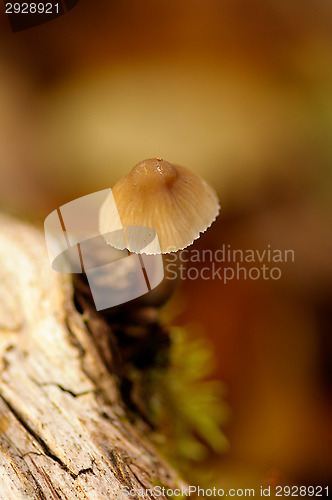 Image of Mushroom