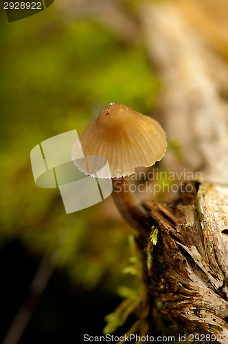 Image of Mushroom