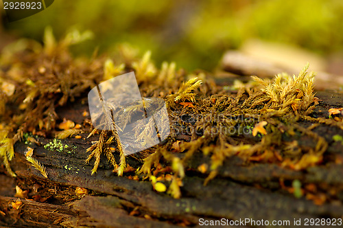 Image of Moss