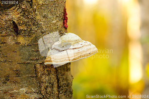 Image of Polypore