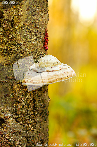 Image of Polypore