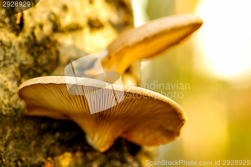 Image of Polypore