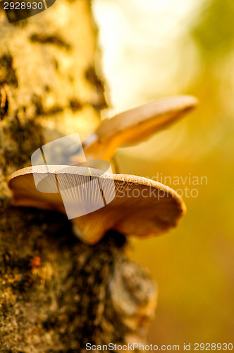 Image of Polypore