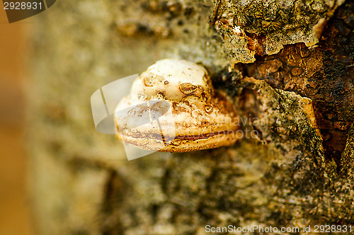 Image of Polypore