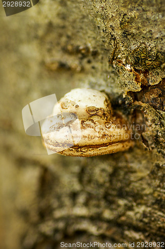 Image of Polypore