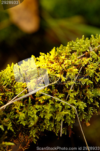 Image of Moss