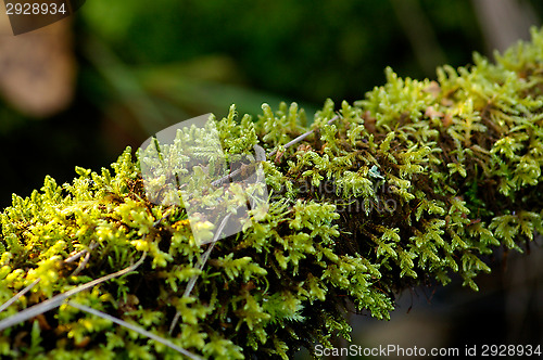 Image of Moss