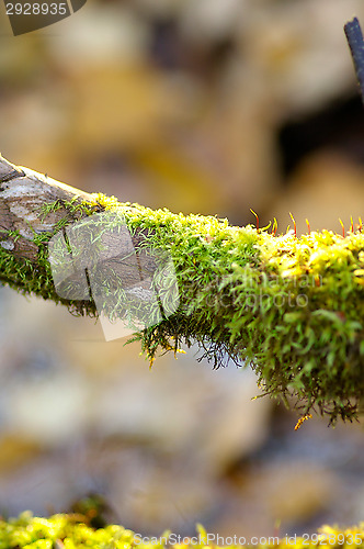 Image of Moss