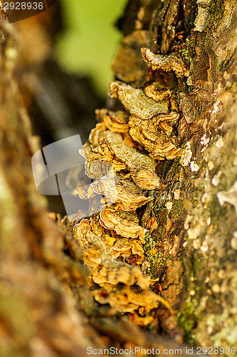 Image of Polypore