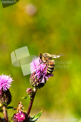 Image of Bee