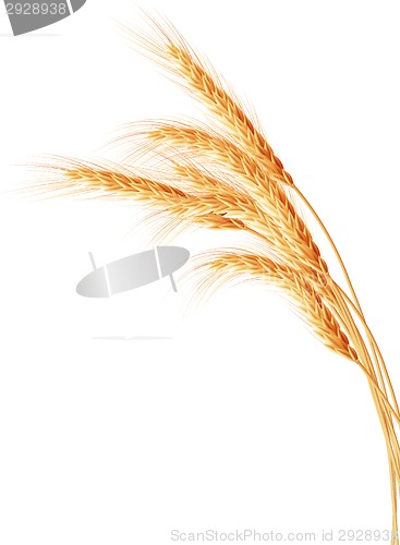Image of Wheat ears isolated on the white background