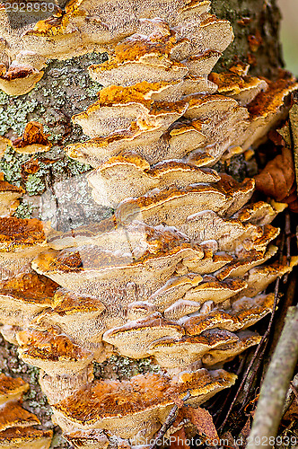 Image of Polypore