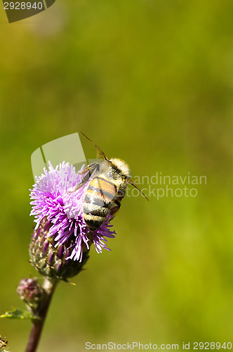Image of Bee