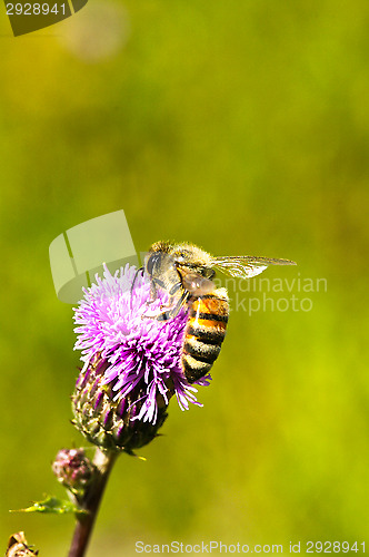 Image of Bee