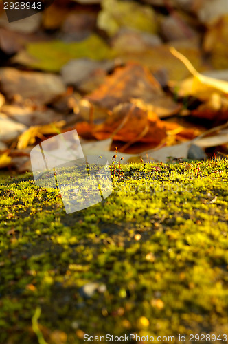 Image of Moss