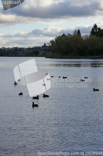 Image of Ducks