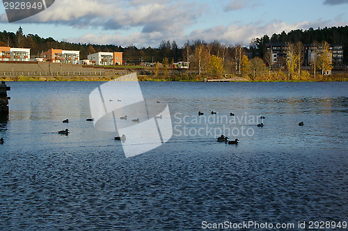 Image of Ducks