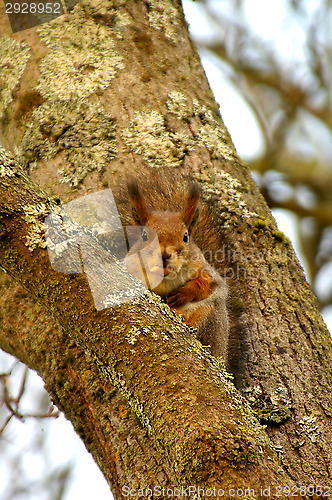 Image of Squirrel