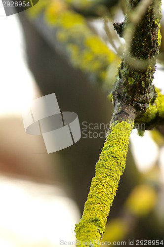 Image of Lichen