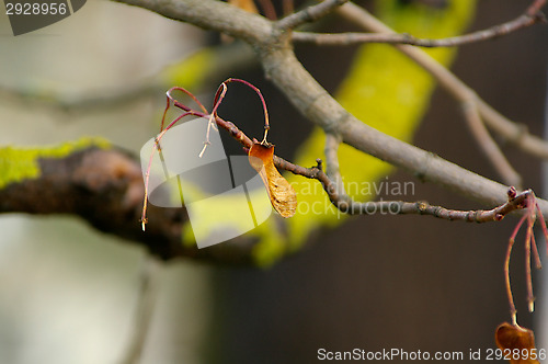 Image of Lichen