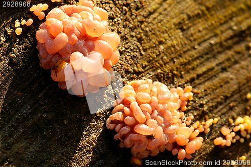 Image of Mushrooms