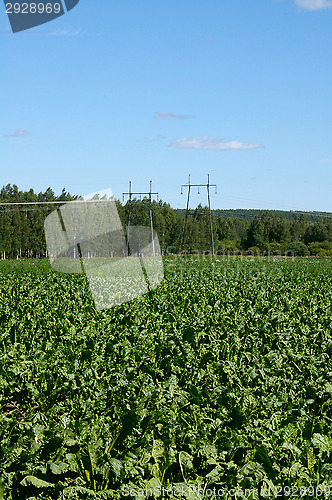 Image of Sugar beet