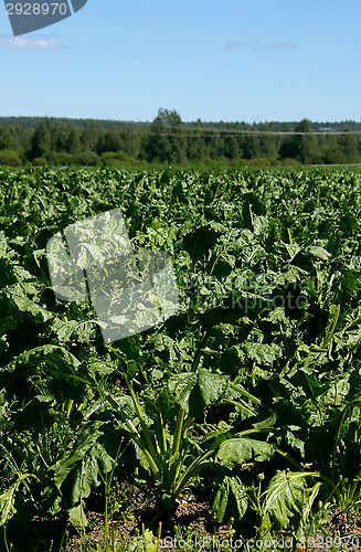 Image of Sugar beet