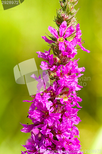 Image of Lythrum salicaria