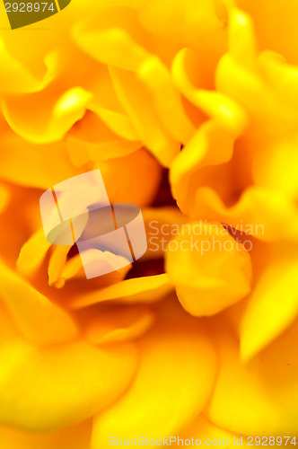 Image of Rose