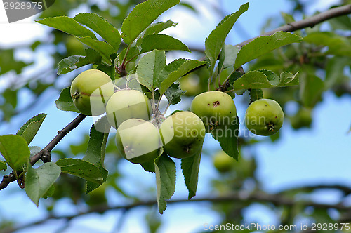 Image of Apples