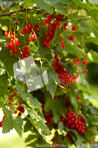 Image of Ribes rubrum