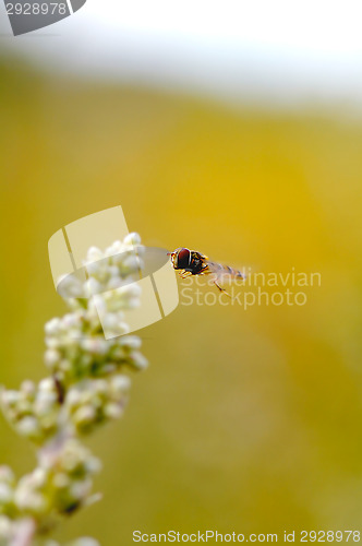 Image of Hoverfly