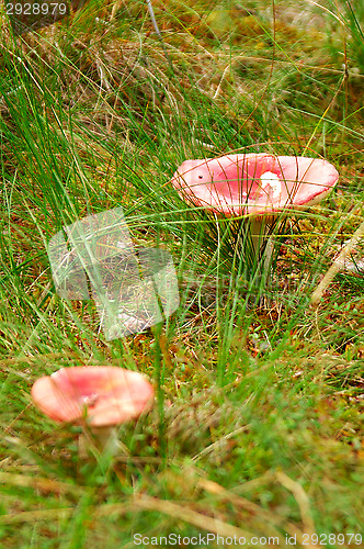 Image of Mushroom