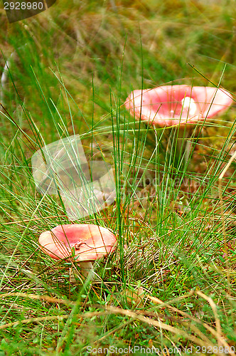 Image of Mushrooms