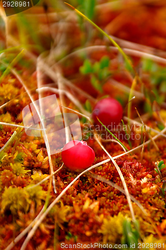 Image of Vaccinium