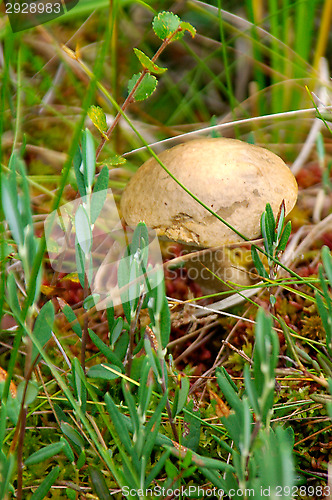 Image of Mushroom