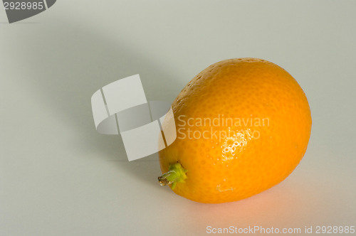 Image of Kumquat