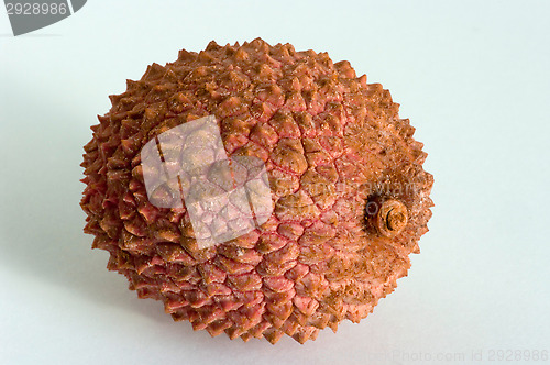 Image of Litchi chinensis
