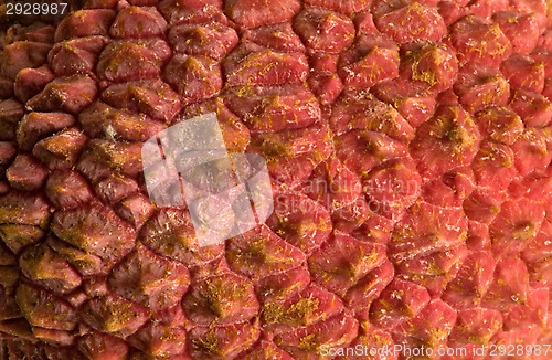 Image of Litchi chinensis