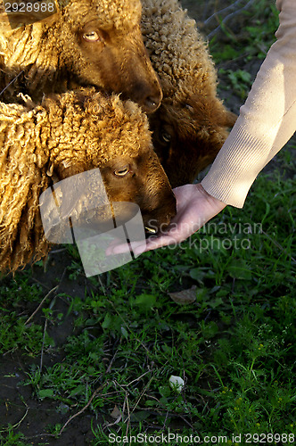 Image of Sheep