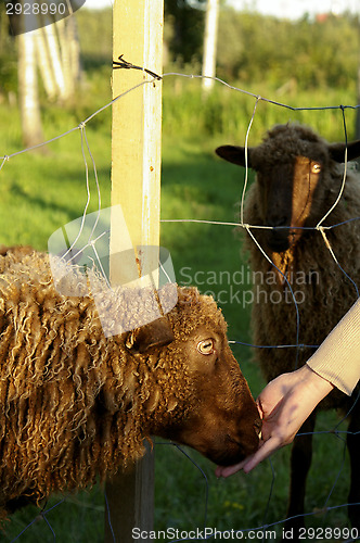 Image of Sheeps