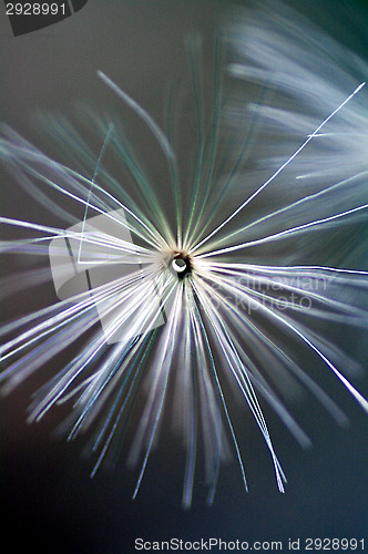 Image of Pollen