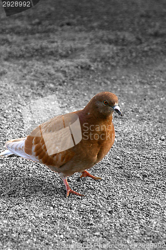 Image of Pigeon