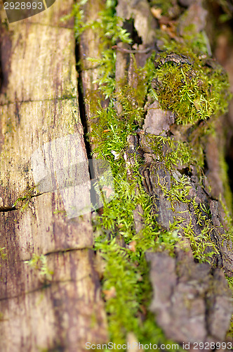 Image of Moss