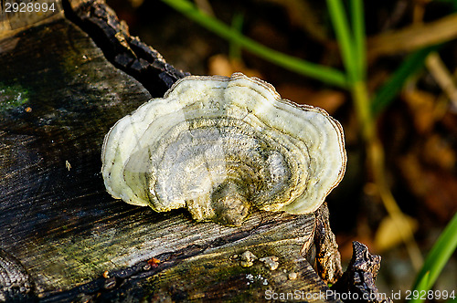 Image of Polypore