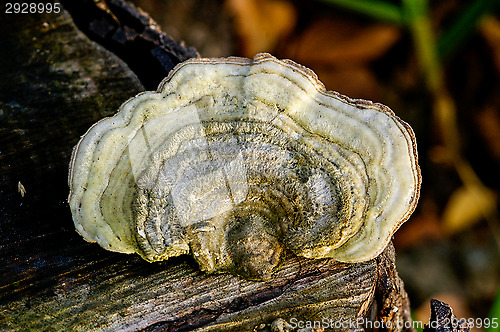 Image of Polypore