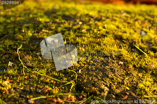 Image of Moss