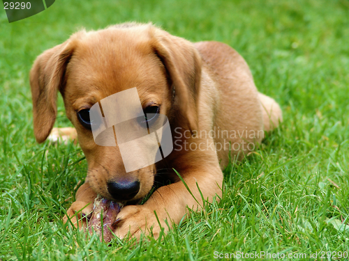 Image of puppy